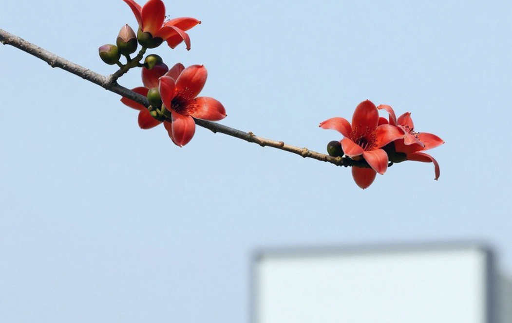 खाली कॉलम, भारी कीमत: एथलेटिक्स ब्रीफ में 'N/A' क्लीन चिट नहीं है